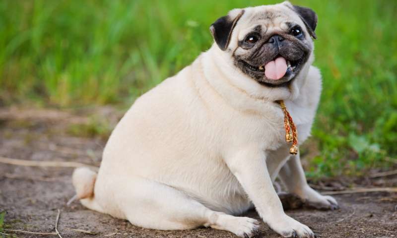  An Obese Pet Could Have Same Personality As Their Obese Owners