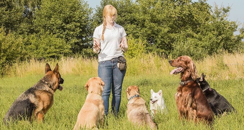 Five Basic Commands To Teach Your Dog