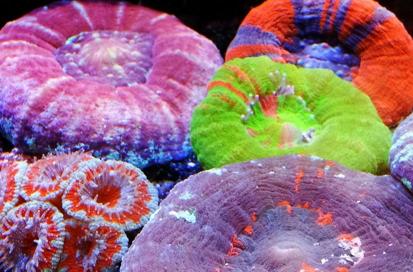 How to Buy Scolymia Online?