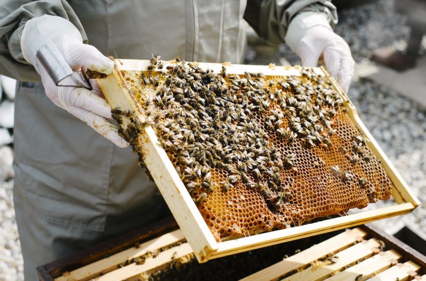  Choose Your Options for the Best Raw Honey Purchase