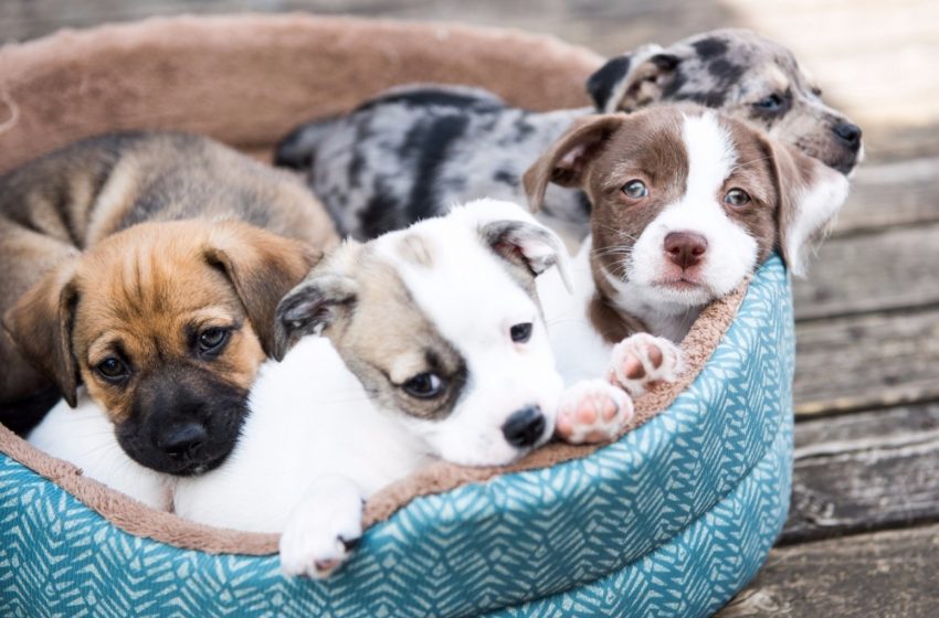Average Cost Pet-owners need to meet in general