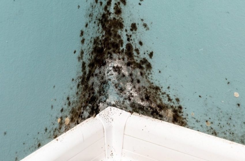  How To Find Mold Exposure Testing Centers