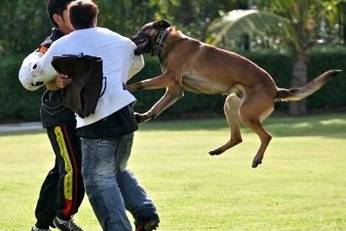 5 Things to Know about Dog Bite Cases