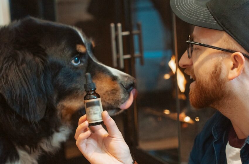 Should You Buy CBD Wellness Oil for Your Pet?