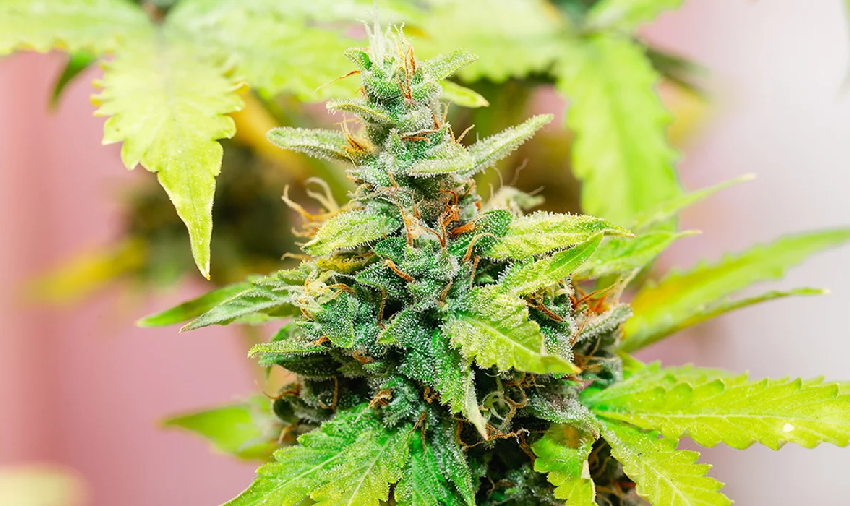 The ongoing trend of gradual public acceptance of CBD & marijuana products
