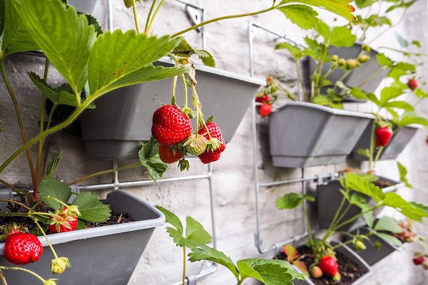 Growing strawberries on a balcony