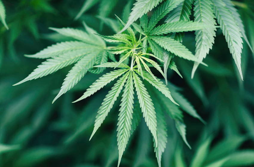 Important Things to Know About Medical Marijuana Edibles