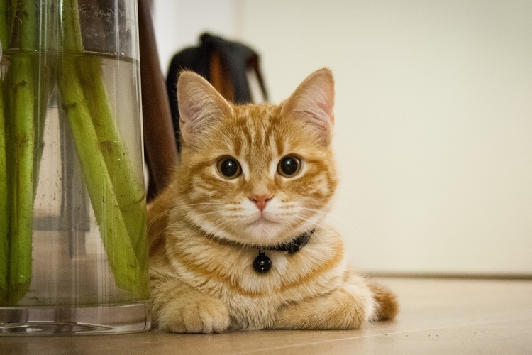 Some Common Signs to Diagnose the Cat for Hyperthyroidism