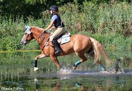  Frequently asked questions related to Discount Equestrian