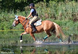 Frequently asked questions related to Discount Equestrian
