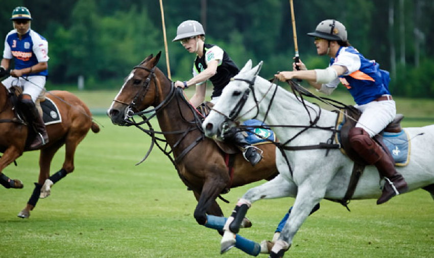  What is a discount equestrian, and what do they sell?
