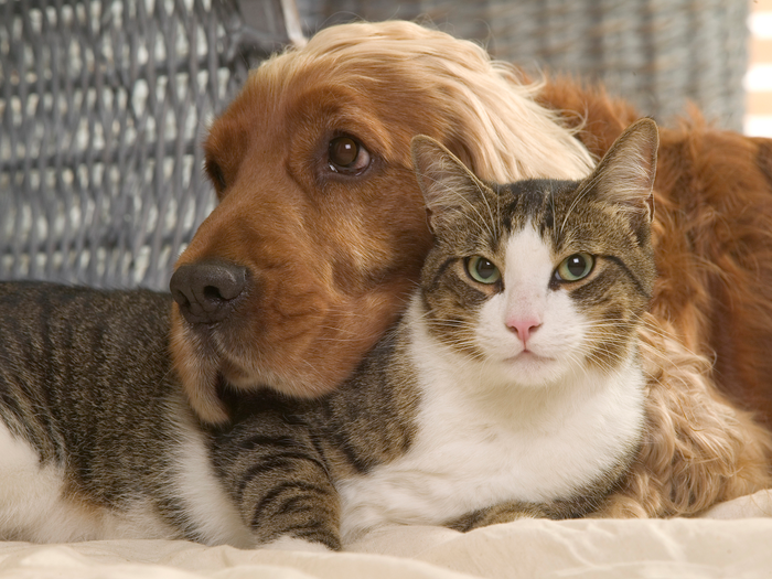 Reasons Why You Need a Pet in Your Life