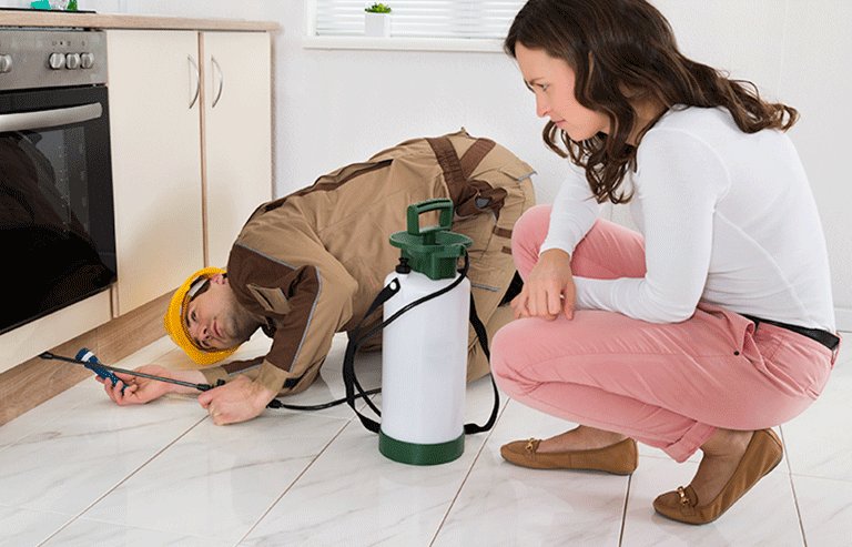 Why do you choose termites control professionals in Singapore?