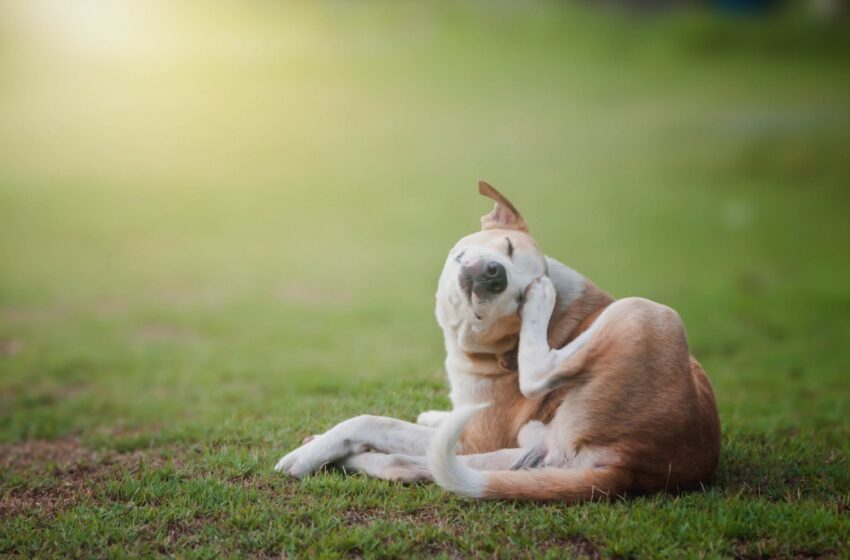 The Increasing Options for Dog Training Now