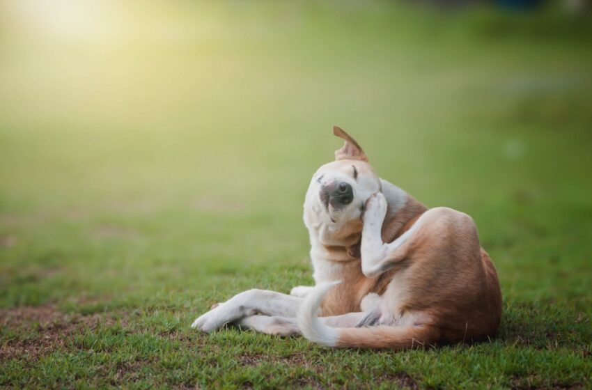  Why is Your Pet So Itchy? Potential Causes and Using Delta RX to Ease the Irritation