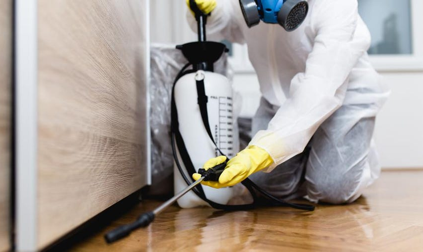 What are the Reasons to Hire a Professional Pest Control Company?