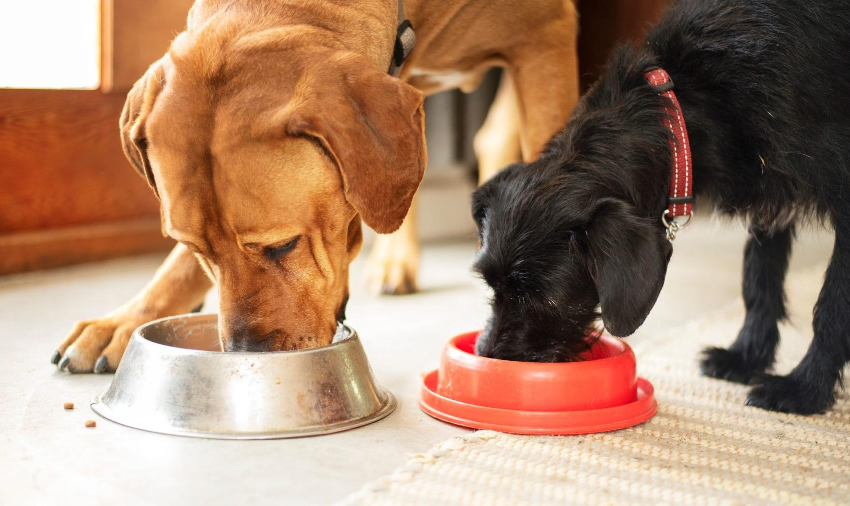 Tips for Saving Money While Feeding Raw Pet Food as per Houston Raw Pet Food