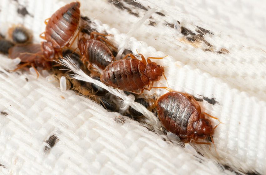  Get To Know the Benefits of Seeking Bed Bug Treatment