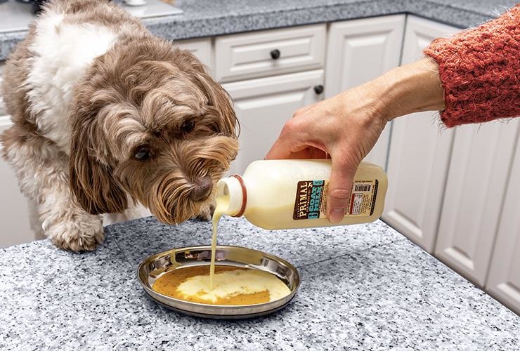  How to Add  Goat Milk to your Pet  Food and Diet