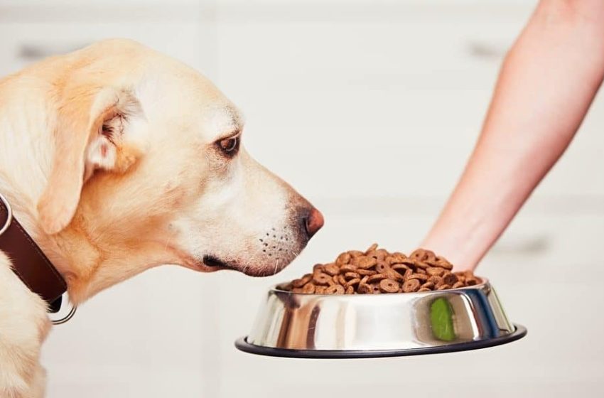  7 Important Measures to Take While Transitioning into a Raw Dog Food Diet as per Houston Raw Pet Food 