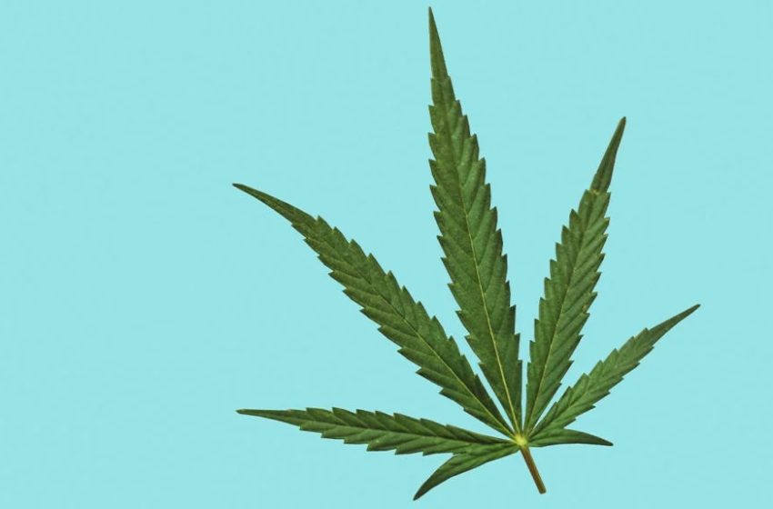 Get To Know What Sets Apart The Three Strains of Cannabis at 2nd Wife Vape. Indica vs. Sativa vs. Hybrid.
