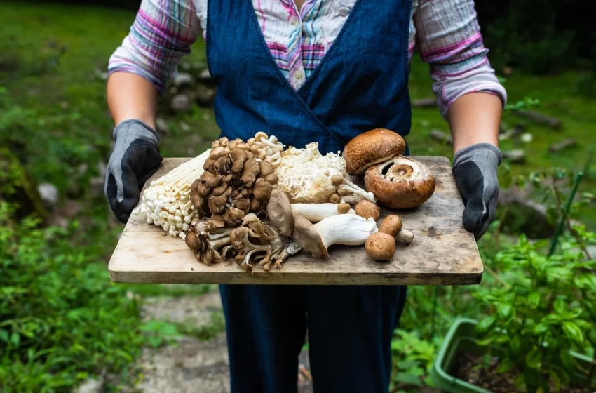 How Can Adaptogenic Mushrooms Help Reduce Stress and Anxiety?