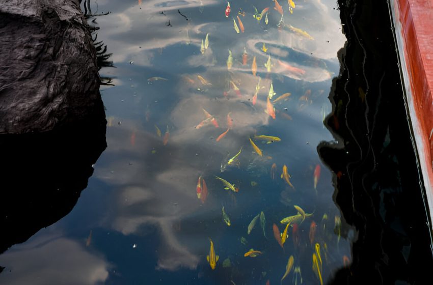  Essential Winter Pond Care for Healthy Fish