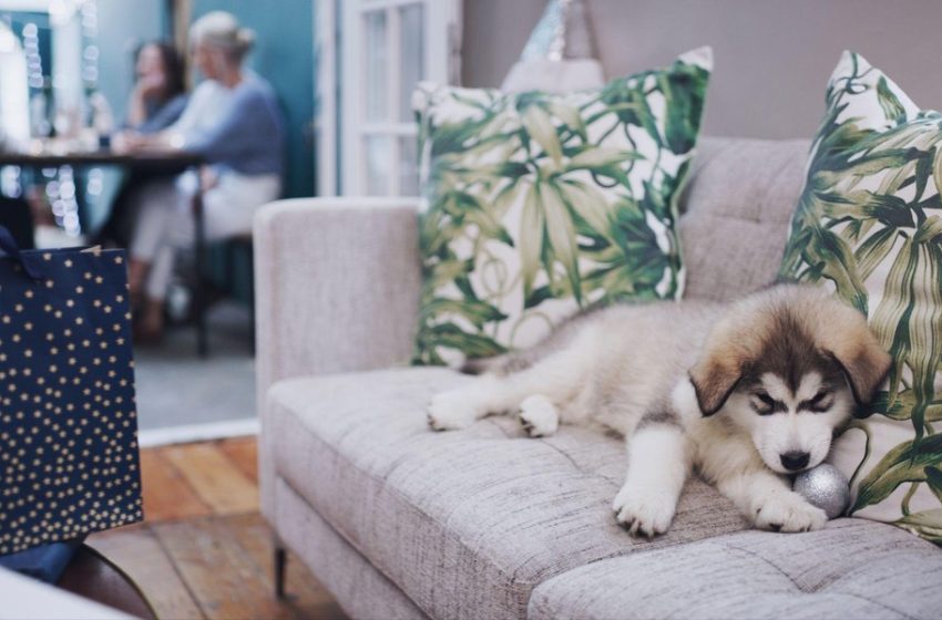 The Rise of Pet-Friendly Serviced Apartments in Modern Hospitality