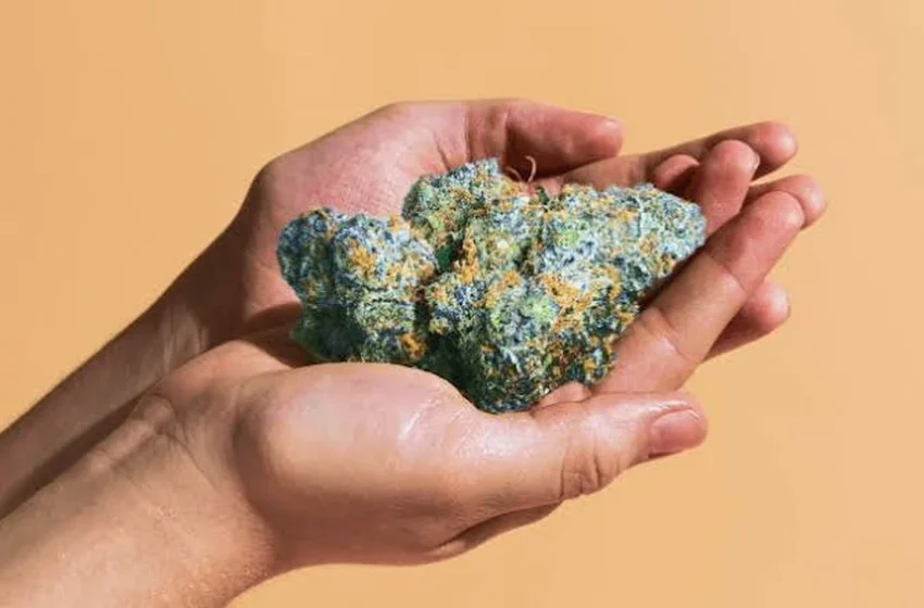  How does curing change the appearance of THCA flower?