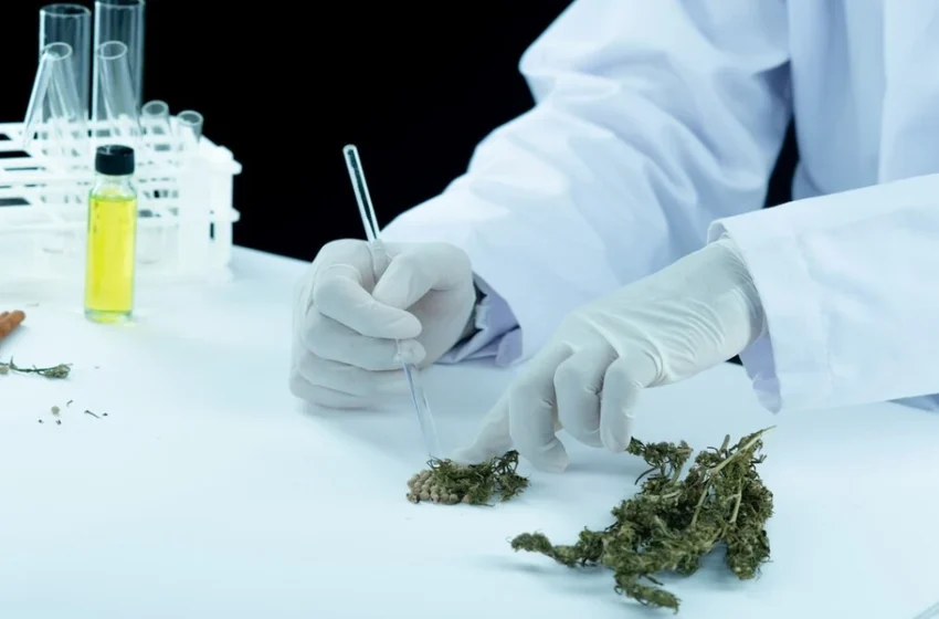  THCA Pre-Rolls and Their Effects on Your Brain Health
