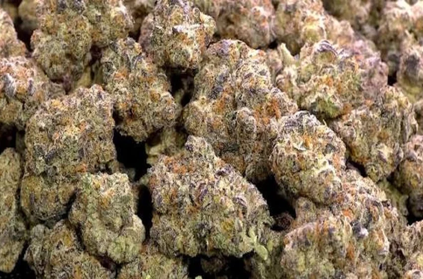  What buyers should know about bulk THCA flower trim?